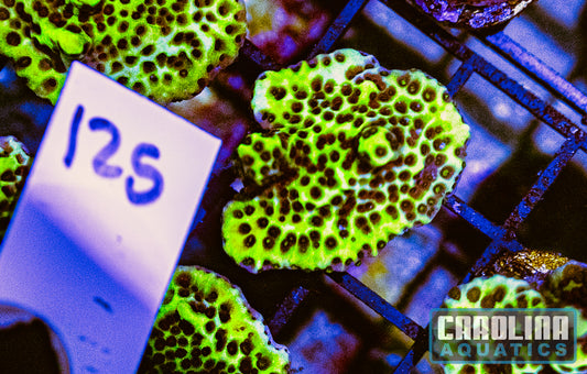 WYSIWYG 125 Spongodes Montipora