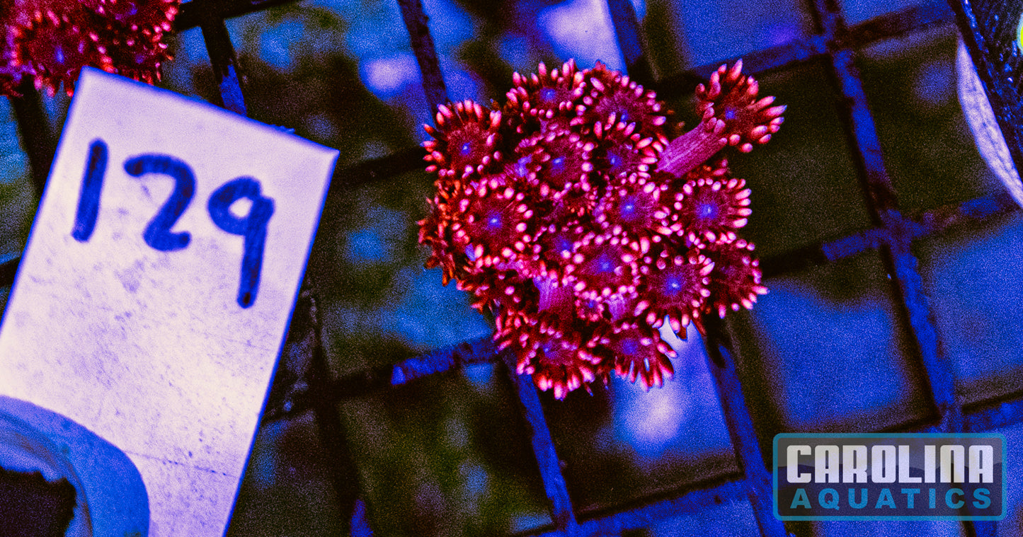 WYSIWYG 129 Cherry Red Goniopora