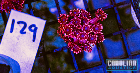 WYSIWYG 129 Cherry Red Goniopora