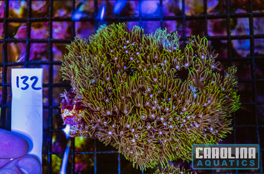 WYSIWYG 132 Green Star Polyp