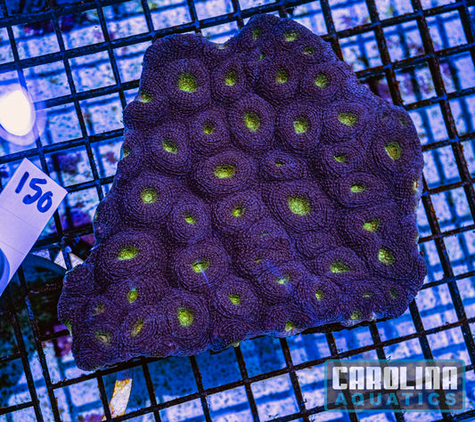WYSIWYG 150 Acan Enchinata