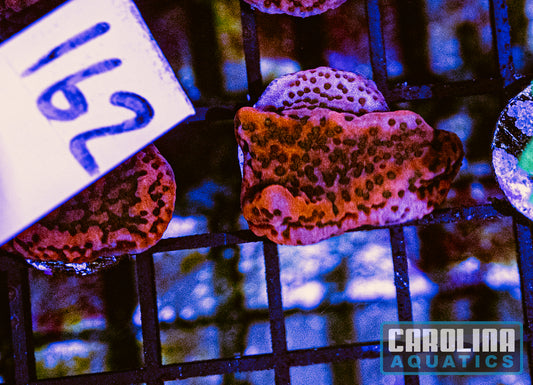 WYSIWYG 162 Cherry Tree Montipora