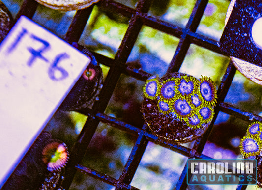 WYSIWYG 176 Blue Angels Zoanthid