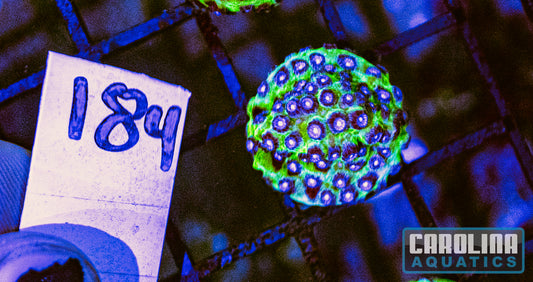 WYSIWYG 184 JF Master PPE Cyphastrea