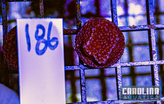 WYSIWYG 186 Superman Encrusting Montipora