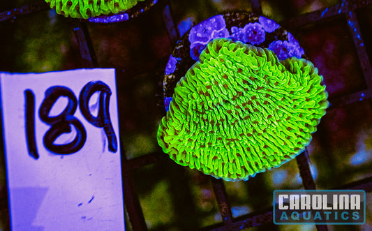 WYSIWYG 189 Cousin Eddie's Toxic Montipora