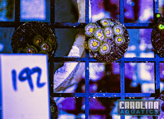 WYSIWYG 192 Blue/Red Pinwheel Zoanthid