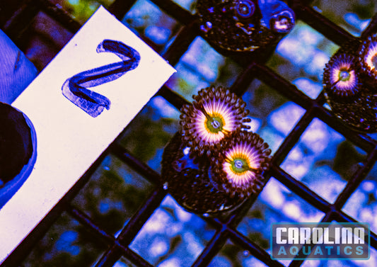 WYSIWYG 2 Rainbow Infusion Zoa