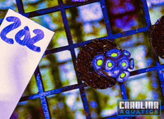 WYSIWYG 202 Aoi Zoanthid
