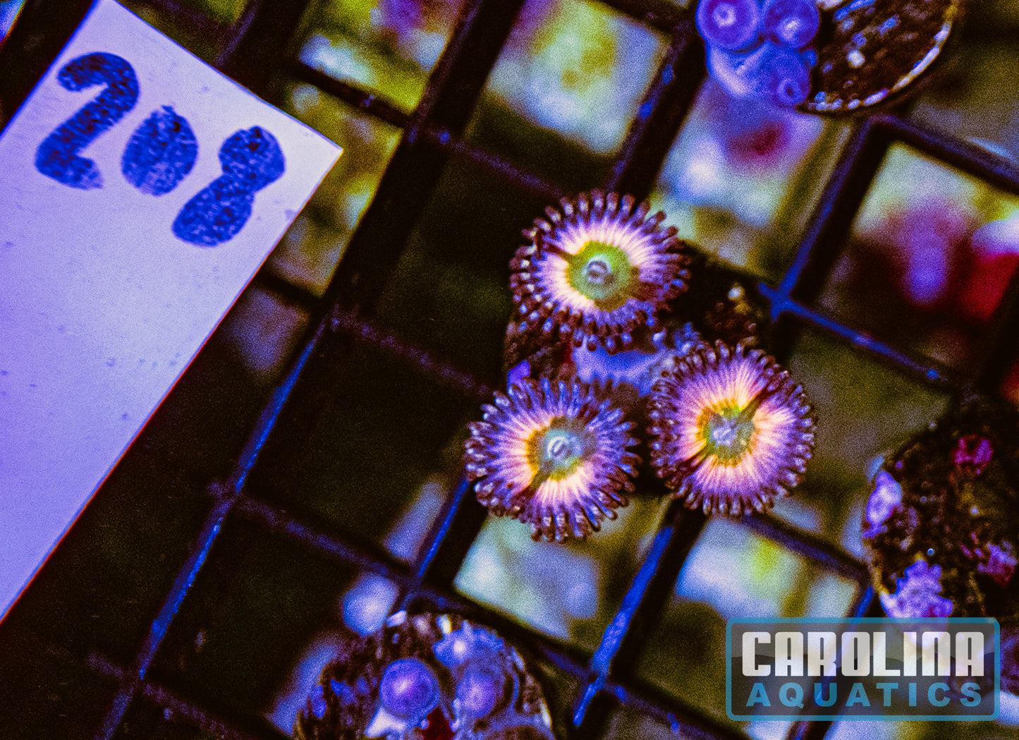 WYSIWYG 208 Rainbow Infusion Zoa