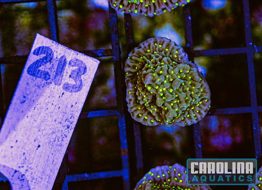 WYSIWYG 213 Frankie's Hot Pink Rim Montipora