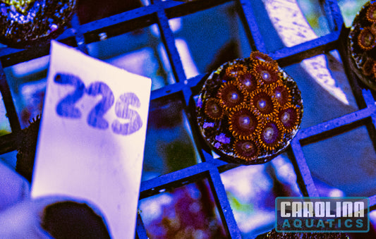 WYSIWYG 225 Rainbow Hornet Zoa