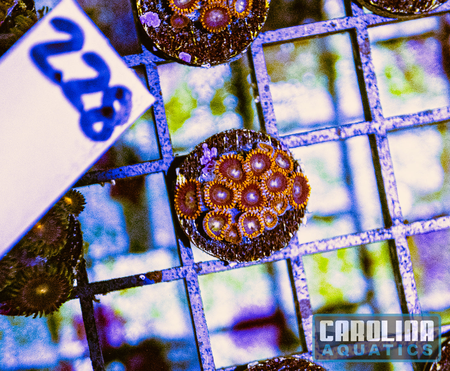 WYSIWYG 228 Rainbow Hornet Zoa