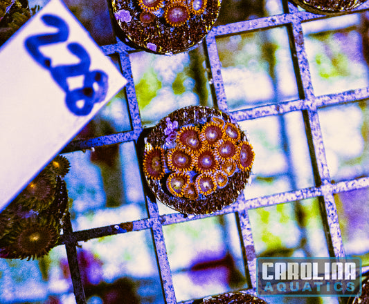 WYSIWYG 228 Rainbow Hornet Zoa