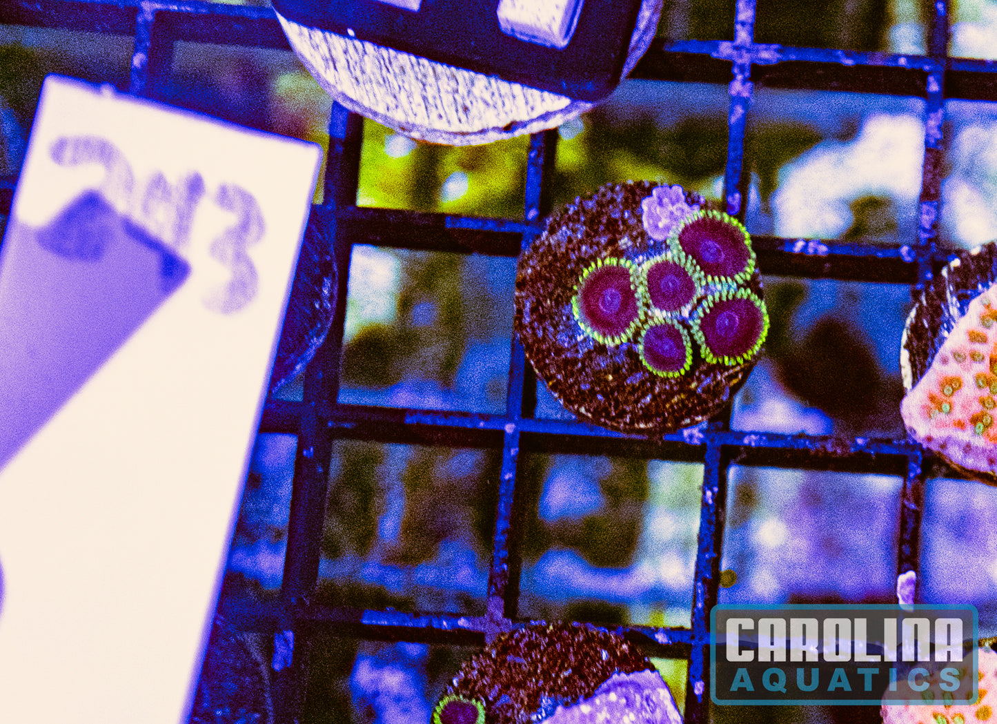 WYSIWYG 243 Purple Heart Zoanthid