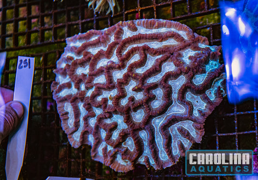 WYSIWYG 251 Oulophyllia