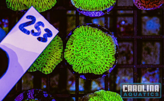 WYSIWYG 253 Cousin Eddie's Toxic Montipora