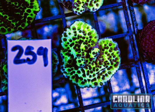 WYSIWYG 259 Spongodes Montipora