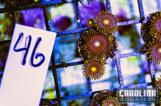 WYSIWYG 46 Gorilla Nipples Zoanthid