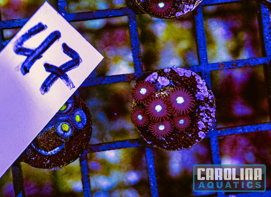 WYSIWYG 47 Tic Tac Zoanthid