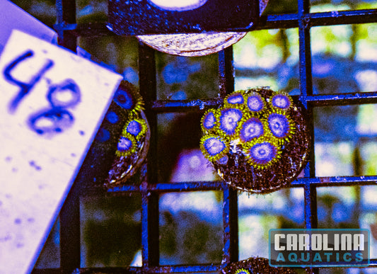 WYSIWYG 48 Blue Angels Zoanthid