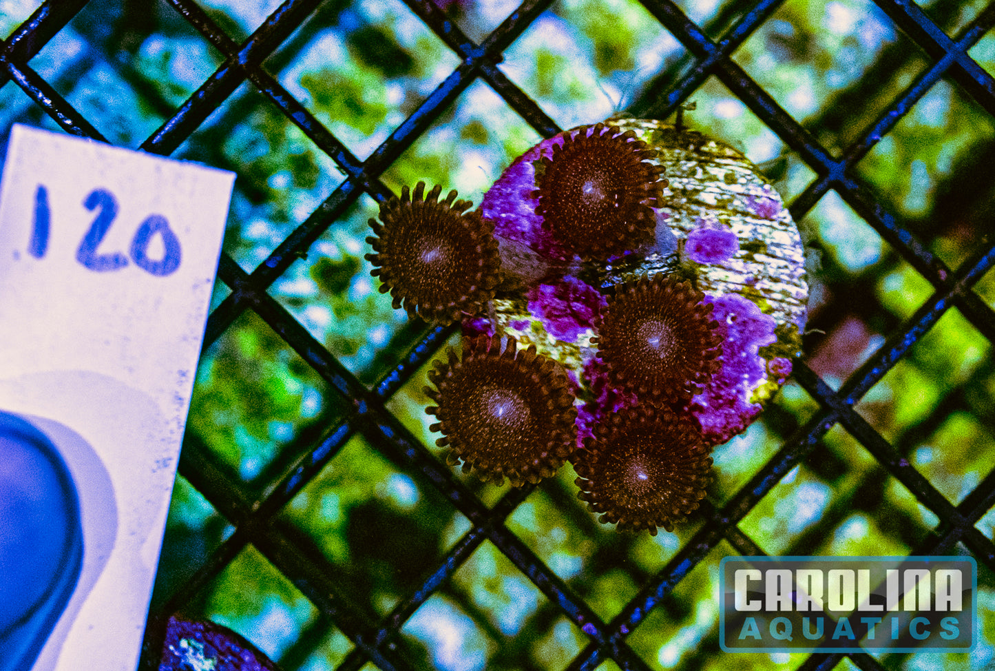 WYSIWYG 120 Zoa