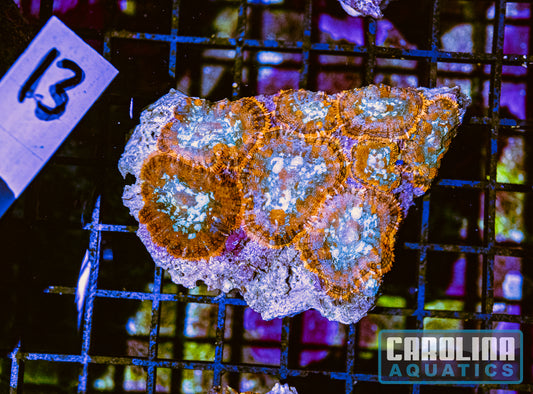 WYSIWYG 13 Mushroom