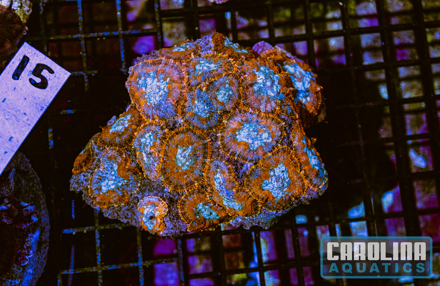 WYSIWYG 15 Mushroom