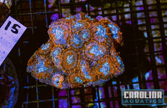 WYSIWYG 15 Mushroom