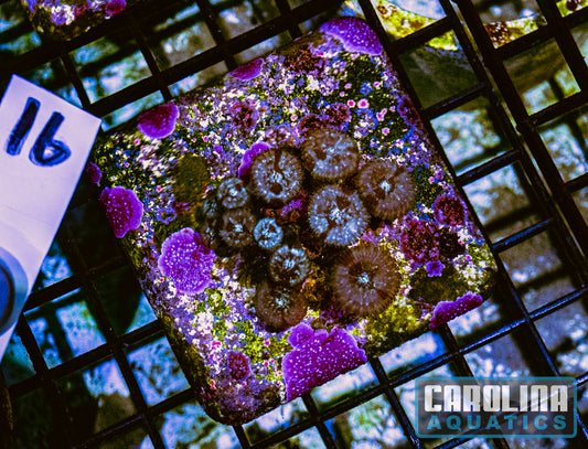 WYSIWYG 16 Zoa