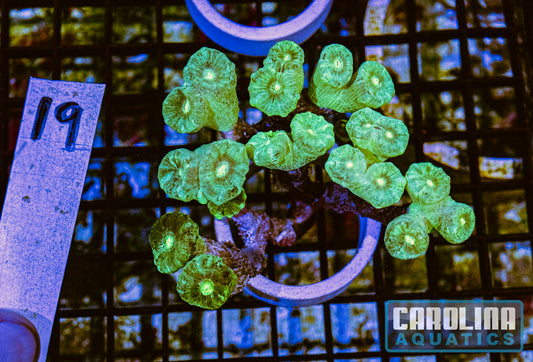 WYSIWYG 19 Caulustrea