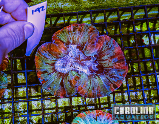 WYSIWYG 192 Wells Brain