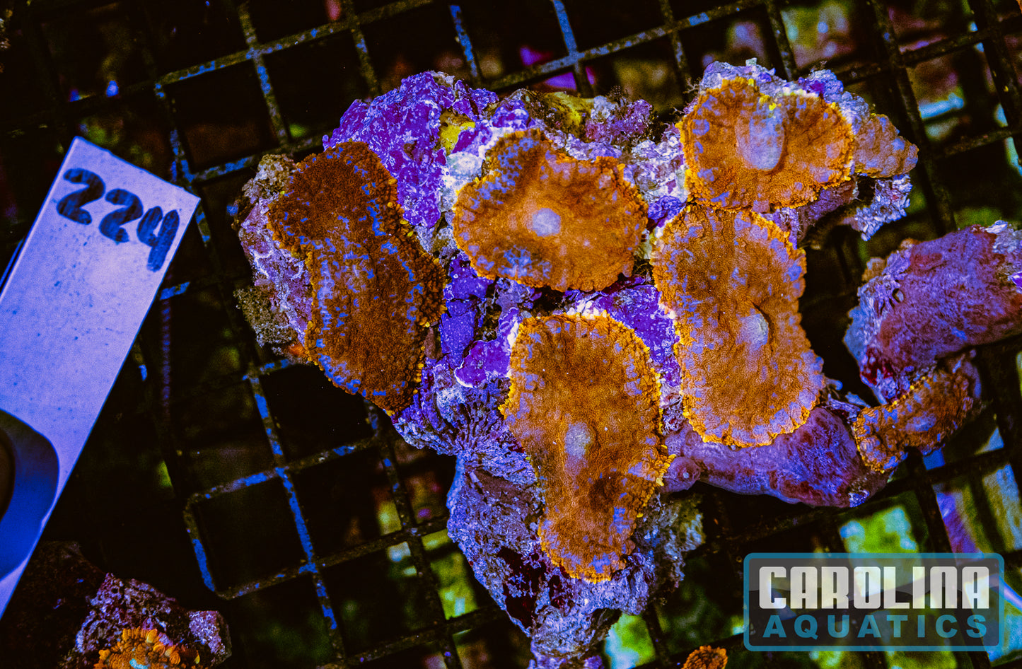 WYSIWYG 224 Mushroom