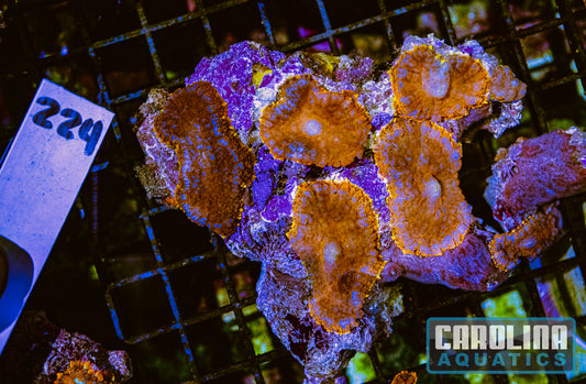 WYSIWYG 224 Mushroom