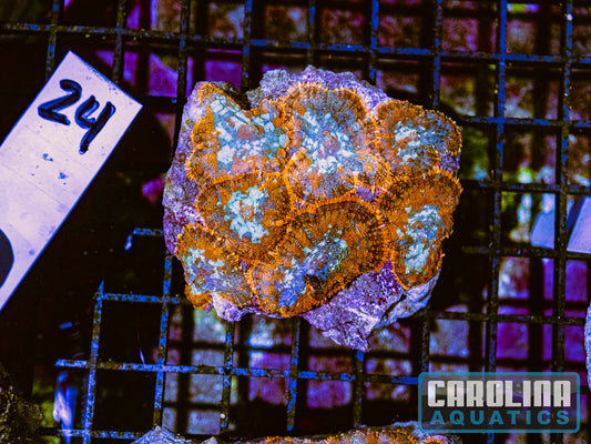 WYSIWYG 24 Mushroom