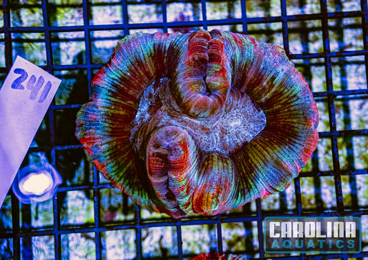 WYSIWYG 241 Wells Brain