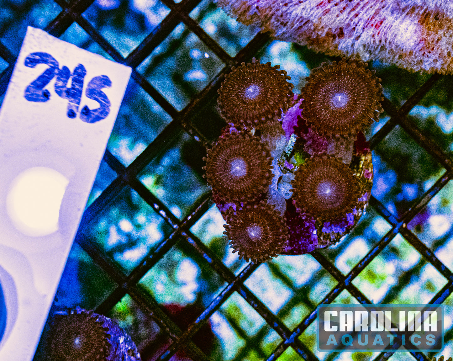 WYSIWYG 245 Zoa