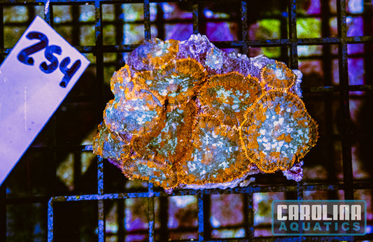 WYSIWYG 254 Mushroom