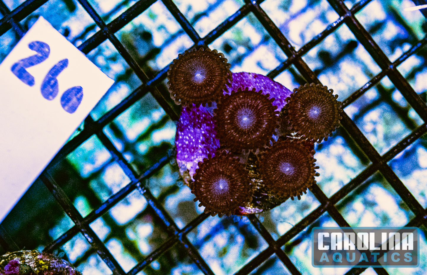 WYSIWYG 260 Zoa