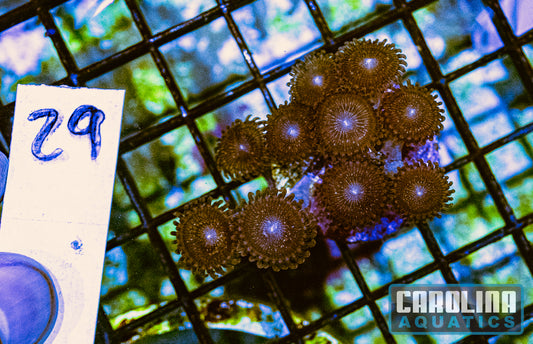WYSIWYG 29 Zoa