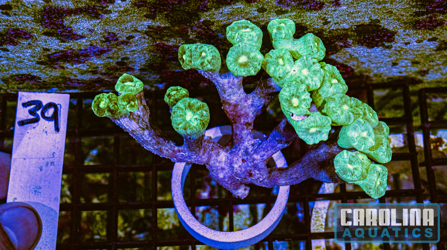 WYSIWYG 39 Caulustrea