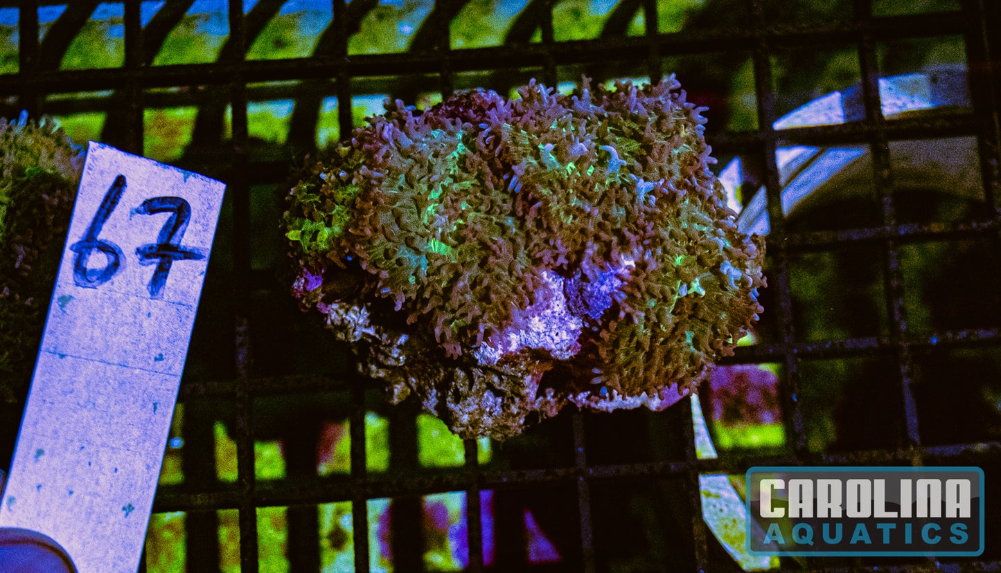 WYSIWYG 67 Mushroom