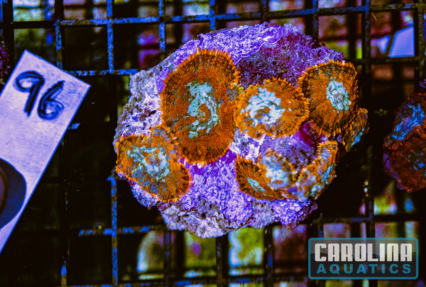 WYSIWYG 96 Mushroom