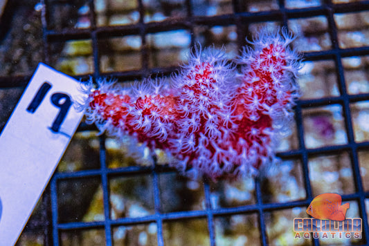 WYSIWYG 19 Chili Coral