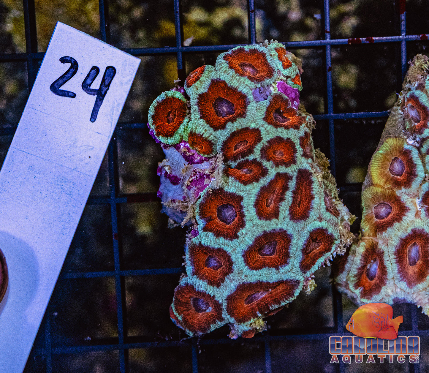 WYSIWYG 24 Acan