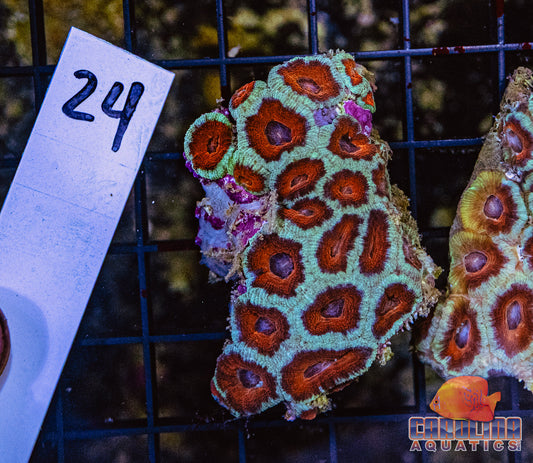 WYSIWYG 24 Acan