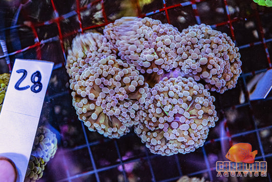 WYSIWYG 28 Frogspawn