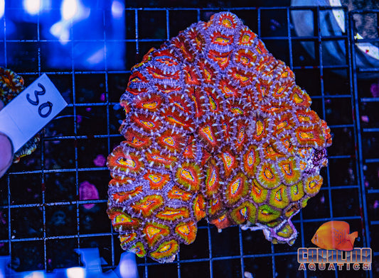 WYSIWYG 30 Acan