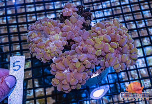 WYSIWYG 5 Bubble Coral