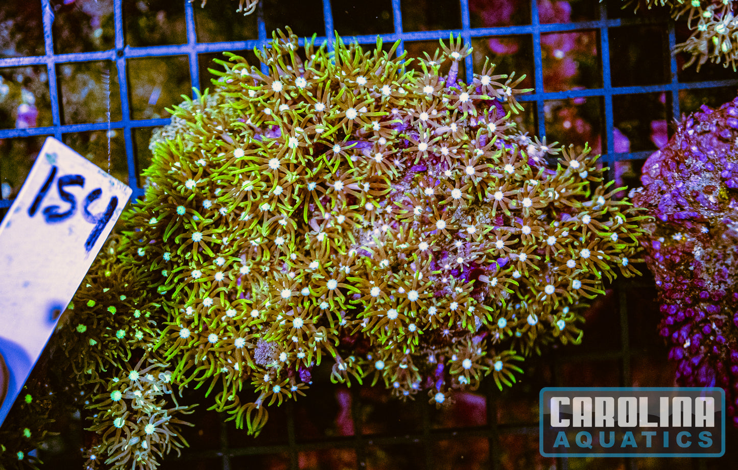 WYSIWYG 154 Green Star Polyp